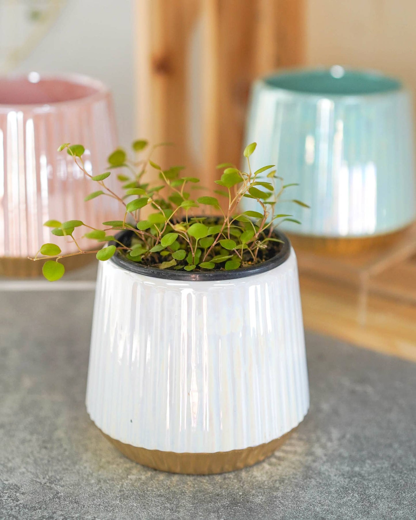 Ceramic Pearl Glazed Column Planter